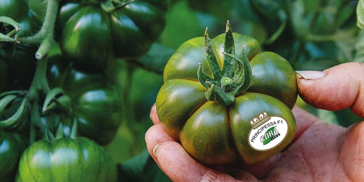 Cora seeds porta al Macfrut i pomodori resistenti al ToBRFV